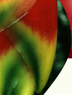 photo of a tulip